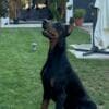 Doberman puppies for sale photo 4