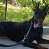 Doberman puppies for sale photo 5