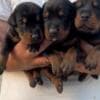 Doberman puppies for sale photo 6