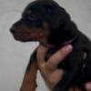 Doberman puppies for sale photo 7
