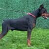 Doberman puppies for sale photo 8
