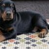 Doberman puppies for sale photo 9