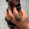Doberman puppies for sale photo 11