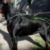 Doberman puppies for sale photo 12