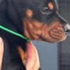 Doberman puppies for sale photo 13