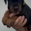 Doberman puppies for sale photo 14