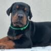 Doberman puppies for sale photo 17