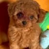 Beautiful poodle puppies Business WhatsApp: +37256348129 photo 1