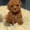 Beautiful poodle puppies Business WhatsApp: +37256348129 photo 2