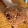 Beautiful poodle puppies Business WhatsApp: +37256348129 photo 3