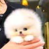 Beautiful Pomeranian puppies Business WhatsApp: +37256348129 photo 1