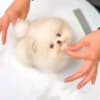 Beautiful Pomeranian puppies Business WhatsApp: +37256348129 photo 2
