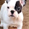 French Bulldog puppies photo 1