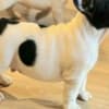French Bulldog puppies photo 2