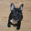 French Bulldog puppies photo 3