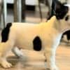 French Bulldog puppies photo 4