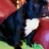 French Bulldog puppies photo 5