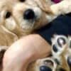 Golden retriever 3nnn photo 1