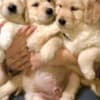 Golden retriever 3nnn photo 2