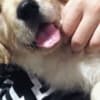 Golden retriever 3nnn photo 3