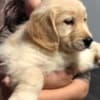 Golden retriever 3nnn photo 4
