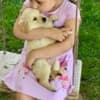 Golden retriever 3nnn photo 5