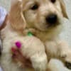 Golden retriever 3nnn photo 6