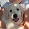 Golden retriever 3nnn photo 7