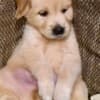 Golden retriever 3nnn photo 8