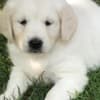 Golden retriever 3nnn photo 9