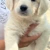 Golden retriever 3nnn photo 10