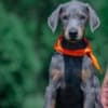Doberman – Beautiful Puppies photo 1