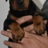 Doberman – Beautiful Puppies photo 2
