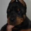 Doberman – Beautiful Puppies photo 3