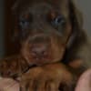 Doberman – Beautiful Puppies photo 4