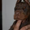 Doberman – Beautiful Puppies photo 5