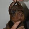 Doberman – Beautiful Puppies photo 6