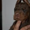 Doberman – Beautiful Puppies photo 7