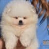 Pomeranian Spitz puppies photo 1