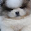 Pomeranian Spitz puppies photo 4