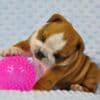 Beautiful English bulldog puppies.whatsapp for details:+447490124950 photo 1
