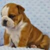 Beautiful English bulldog puppies.whatsapp for details:+447490124950 photo 3