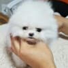 Beautiful Pomeranian Puppies..whatsapp for details:+447490124950 photo 1