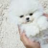 Beautiful Pomeranian Puppies..whatsapp for details:+447490124950 photo 2