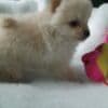 Beautiful Pomeranian Puppies..whatsapp for details:+447490124950 photo 3