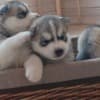 Siberian husky puppies for sale.whatsapp for details:+447490124950 photo 1
