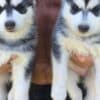 Siberian husky puppies for sale.whatsapp for details:+447490124950 photo 2