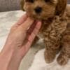 Maltese Puppies .whatsapp for details:+447490124950 photo 1