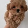 Maltese Puppies .whatsapp for details:+447490124950 photo 2