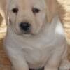 LABRADOR retriever, puppies of champion origin photo 1